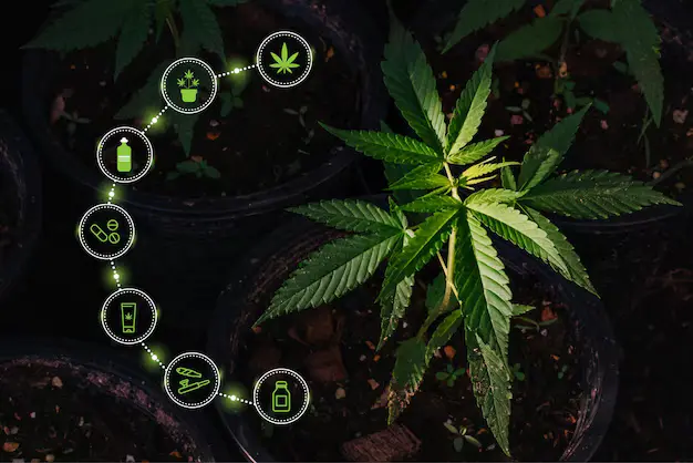 CBD Produits