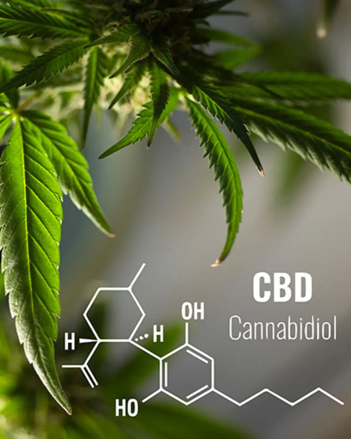 Le CBD c'est quoi