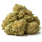 fleur CBD